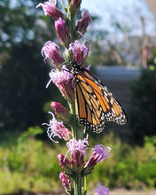 Load image into Gallery viewer, Blazing Star - Liatris gracilis - (1 gal.)
