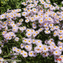 Load image into Gallery viewer, New England Aster (Symphyotrichum novae‑angliae) - 1 Gallon