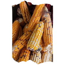 Load image into Gallery viewer, Heirloom Flint & Dent “Corn Grex” - 1 Gallon