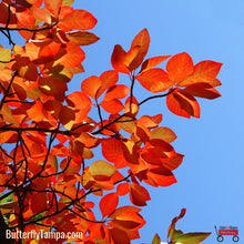 Load image into Gallery viewer, Blackgum - Nyssa sylvatica (1 Gal.)