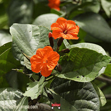 Load image into Gallery viewer, Orange Geiger - Cordea sebestena (3 Gal.)