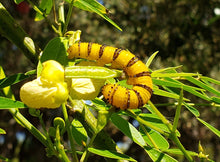 Load image into Gallery viewer, Privet Cassia - Senna ligustrina