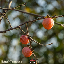 Load image into Gallery viewer, Persimmon - Diospyros virginiana (3 Gallon)