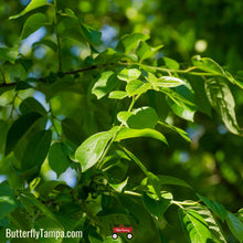 Load image into Gallery viewer, Persimmon - Diospyros virginiana (3 Gallon)