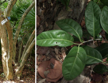 Load image into Gallery viewer, Pigeon Plum - Coccoloba diversifolia (3 Gal.)