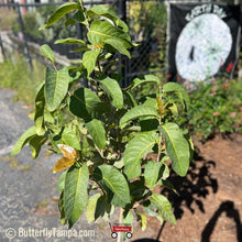 Load image into Gallery viewer, Pigeon Plum - Coccoloba diversifolia (3 Gal.)
