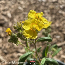 Load image into Gallery viewer, Pinebarren Frostweed - Corocanthemum corymbosum (1 Gal)
