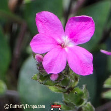 Load image into Gallery viewer, Pineland Pinklet (Stenandrium dulce) - 3 Gallon