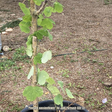 Load image into Gallery viewer, Pineland Passionvine - Passiflora pallens