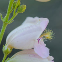 Load image into Gallery viewer, Pink Beardtongue - Penstemon australis (1 Gal.)