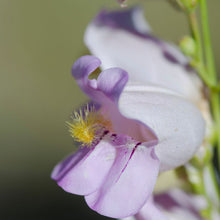 Load image into Gallery viewer, Pink Beardtongue - Penstemon australis (1 Gal.)