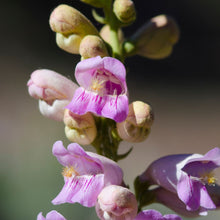 Load image into Gallery viewer, Pink Beardtongue - Penstemon australis (1 Gal.)