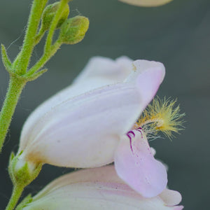 Pink Beardtongue - Penstemon australis (1 Gal.)