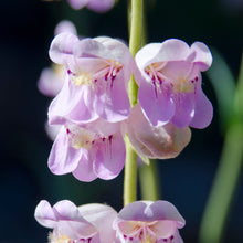 Load image into Gallery viewer, Pink Beardtongue - Penstemon australis (1 Gal.)