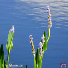 Load image into Gallery viewer, Pickerelweed - Pontederia cordata (1 gal.)