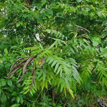 Load image into Gallery viewer, Privet Cassia - Senna ligustrina