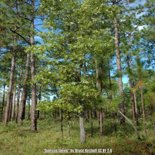 Load image into Gallery viewer, Turkey Oak - Quercus laevis