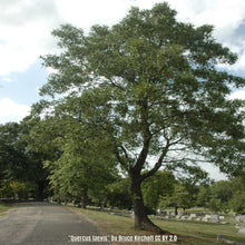 Load image into Gallery viewer, Turkey Oak - Quercus laevis