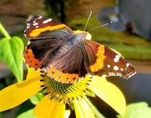 Load image into Gallery viewer, Cutleaf Coneflower - Rudbeckia laciniata (1 & 3 gal.)