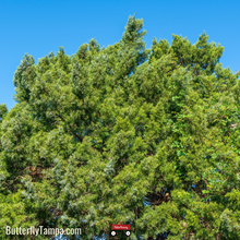 Load image into Gallery viewer, Southern redcedar- Juniperus virginiana