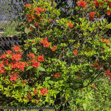Load image into Gallery viewer, 'Jack Melton' Flame Azalea - Rhododendron flammeum (1 Gal.)