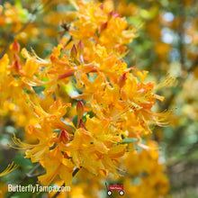 Load image into Gallery viewer, Florida flame azalea - Rhododendron austrinum (1 & 3 Gallon)