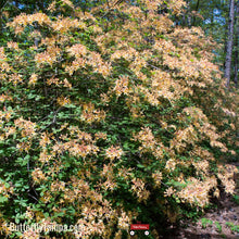 Load image into Gallery viewer, Florida flame azalea - Rhododendron austrinum (1 &amp; 3 Gallon)
