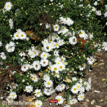 Load image into Gallery viewer, Rice Button Aster - Symphyotrichum dumosum (1 Gallon)