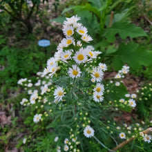 Load image into Gallery viewer, Rice Button Aster - Symphyotrichum dumosum (1 Gallon)