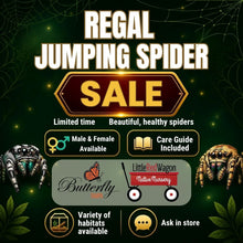 Load image into Gallery viewer, Regal Jumping Spider + Mini “go home” Terrarium (minimal furnishing)