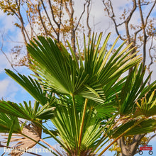 Load image into Gallery viewer, Blue Stem Palmetto - Sabal minor (3 Gal)