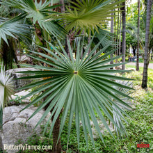 Load image into Gallery viewer, Blue Stem Palmetto - Sabal minor (3 Gal)