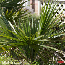 Load image into Gallery viewer, Blue Stem Palmetto - Sabal minor (3 Gal)