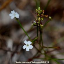 Load image into Gallery viewer, Water Pimpernel - Samolus ebracteatus (1 Gallon)