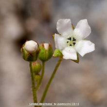 Load image into Gallery viewer, Water Pimpernel - Samolus ebracteatus (1 Gallon)
