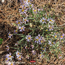 Load image into Gallery viewer, Scaleleaf Aster - Symphyotrichum adnatum (1 Gal)