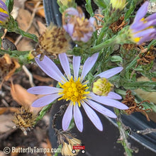 Load image into Gallery viewer, Scaleleaf Aster - Symphyotrichum adnatum (1 Gal)