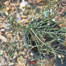 Load image into Gallery viewer, Scaleleaf Aster - Symphyotrichum adnatum (1 Gal)