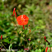 Load image into Gallery viewer, Scarlet Morning Glory -  Ipomoea hederifolia (1 & 3 gallon)