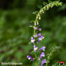 Load image into Gallery viewer, Skullcap - Scutellaria spp. - (1 gal.)