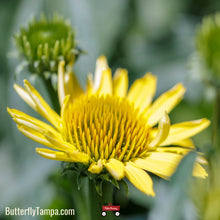 Load image into Gallery viewer, Sea Oxeye Daisy - Borrichia frutescens (1 Gallon)
