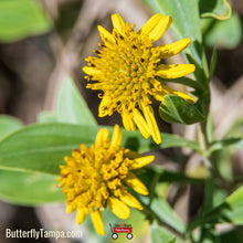 Load image into Gallery viewer, Sea Oxeye Daisy - Borrichia frutescens