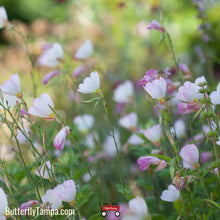 Load image into Gallery viewer, Showy Evening Primrose - Oenothera speciosa (1 Gal.)