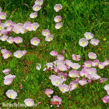 Load image into Gallery viewer, Showy Evening Primrose - Oenothera speciosa (1 Gal.)