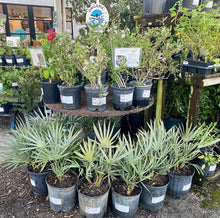 Load image into Gallery viewer, Silver Saw Palmetto - Serenoa repens (3 Gal.)