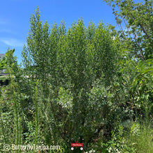 Load image into Gallery viewer, Silverling Salt Bush- Baccharis glomerulifolia