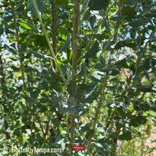 Load image into Gallery viewer, Silverling Salt Bush- Baccharis glomerulifolia