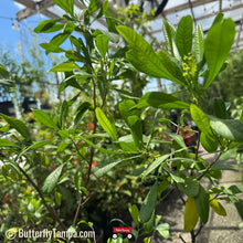 Load image into Gallery viewer, Small Fruited Varnish Leaf- Dodonaea elaeagnoides