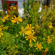 Load image into Gallery viewer, Spanish daisy -  Helenium spp. (amarum) (1 gal.)