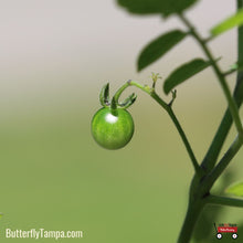 Load image into Gallery viewer, Everglades Tomato - Solanum pimpinellifolium (1 gal.)